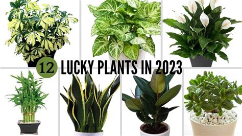 2023 LUCKY PLANTS .